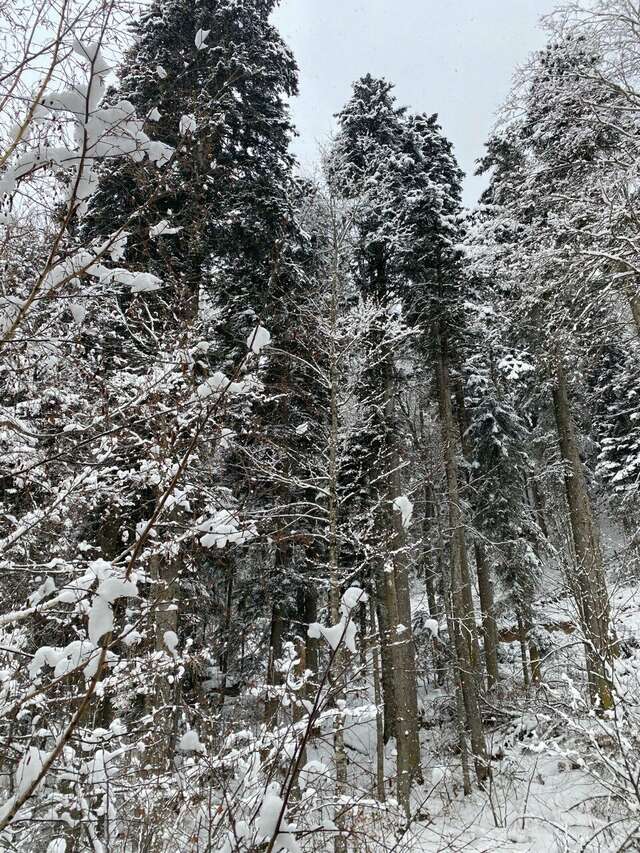 Отель Горский Дом Домбай-247